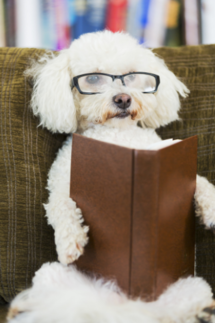 dog reading