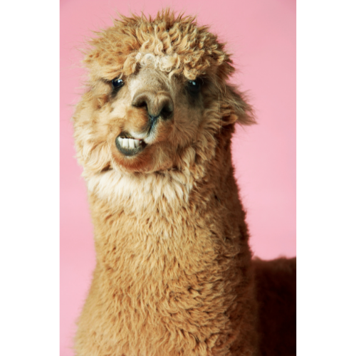 alpaca