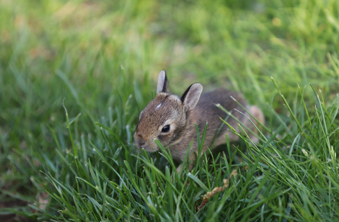 baby bunny