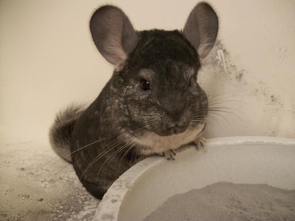 chinchilla