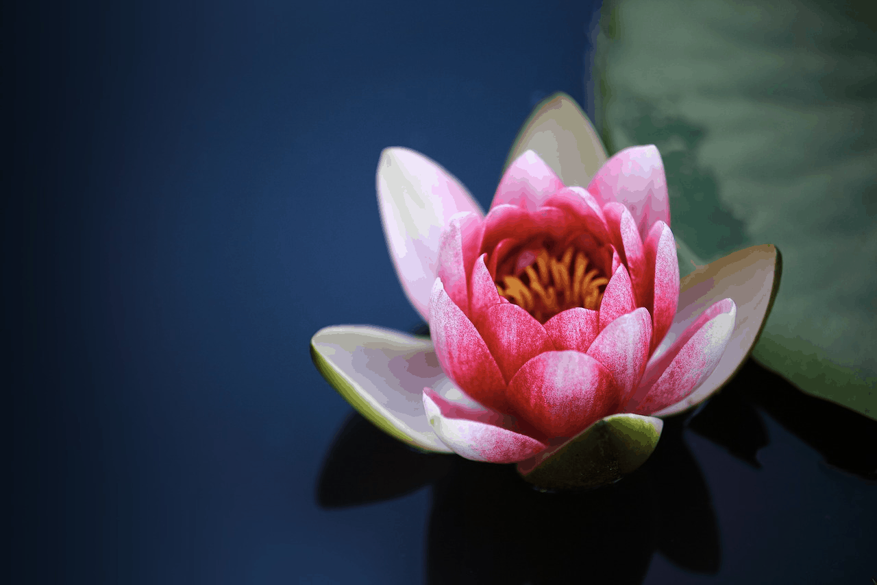 lotus