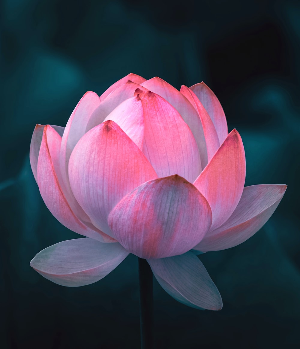 lotus flower