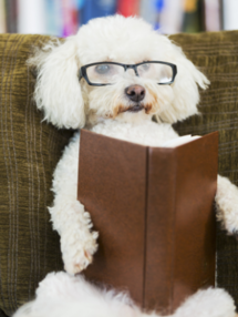 dog reading