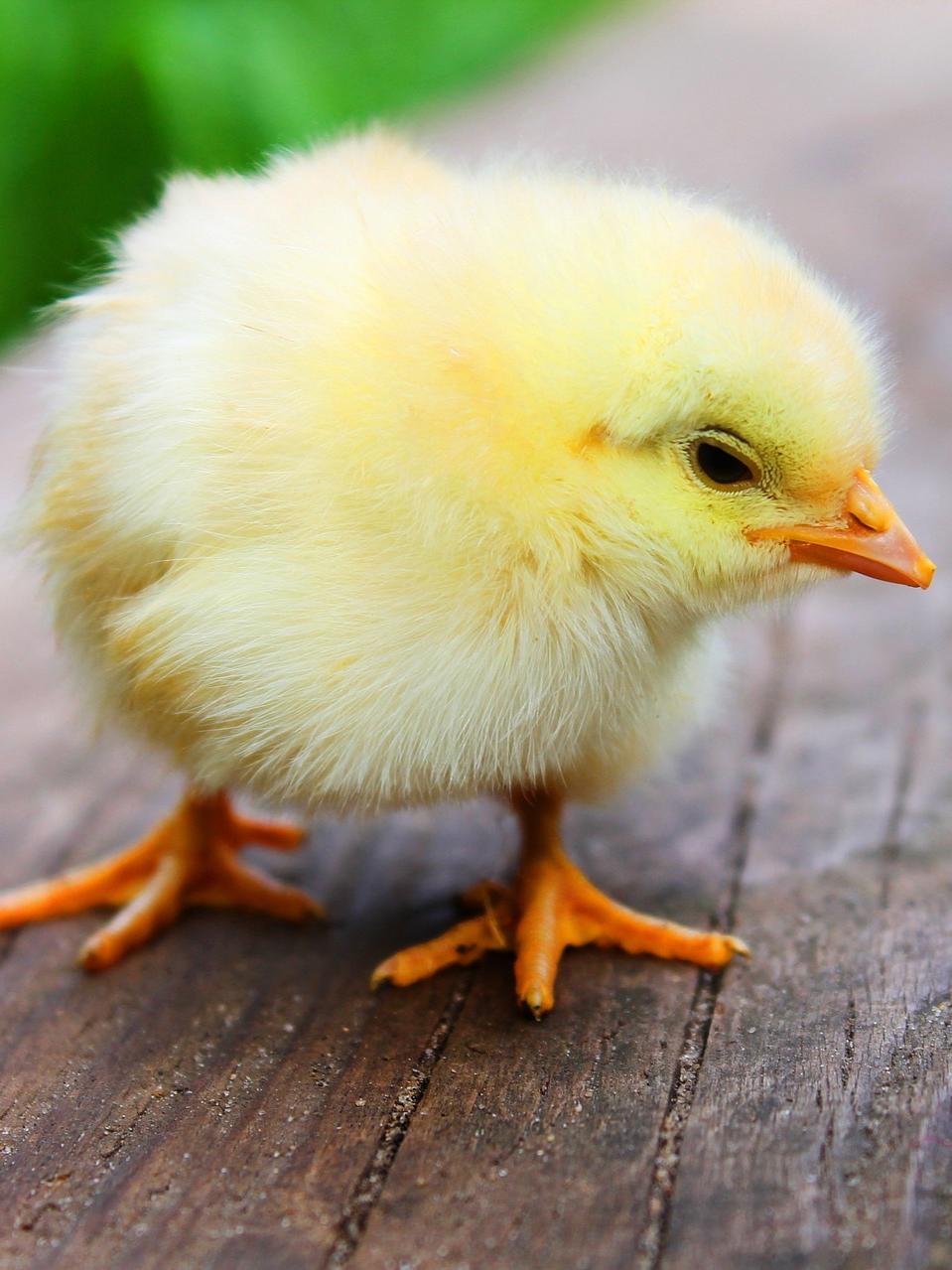chick