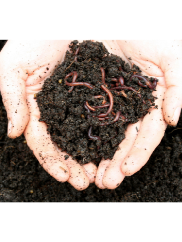 dirt
