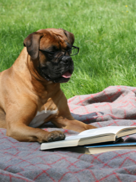 dog reading