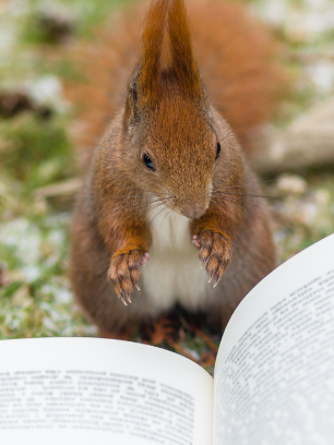 squirrel reading